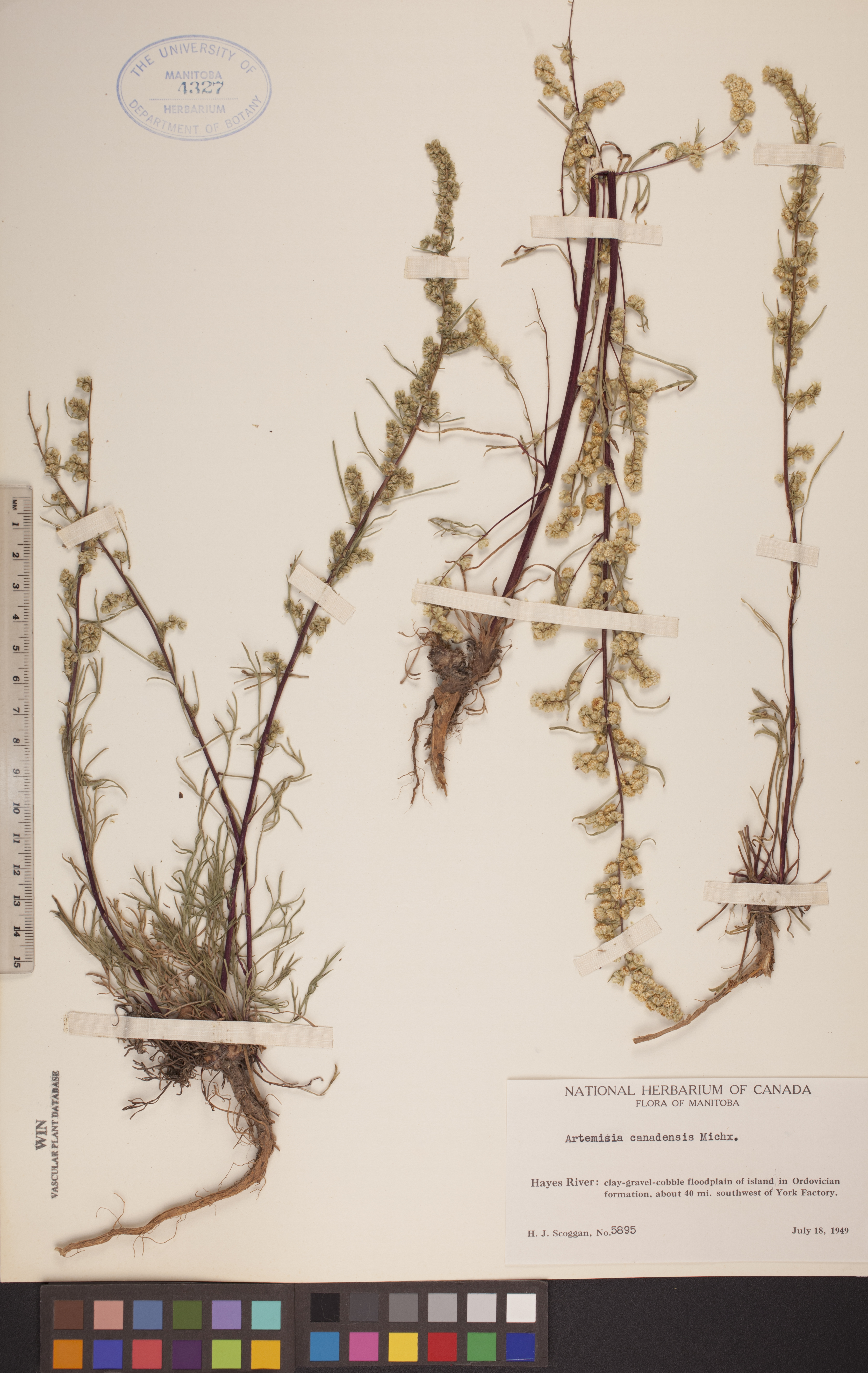 Artemisia canadensis image